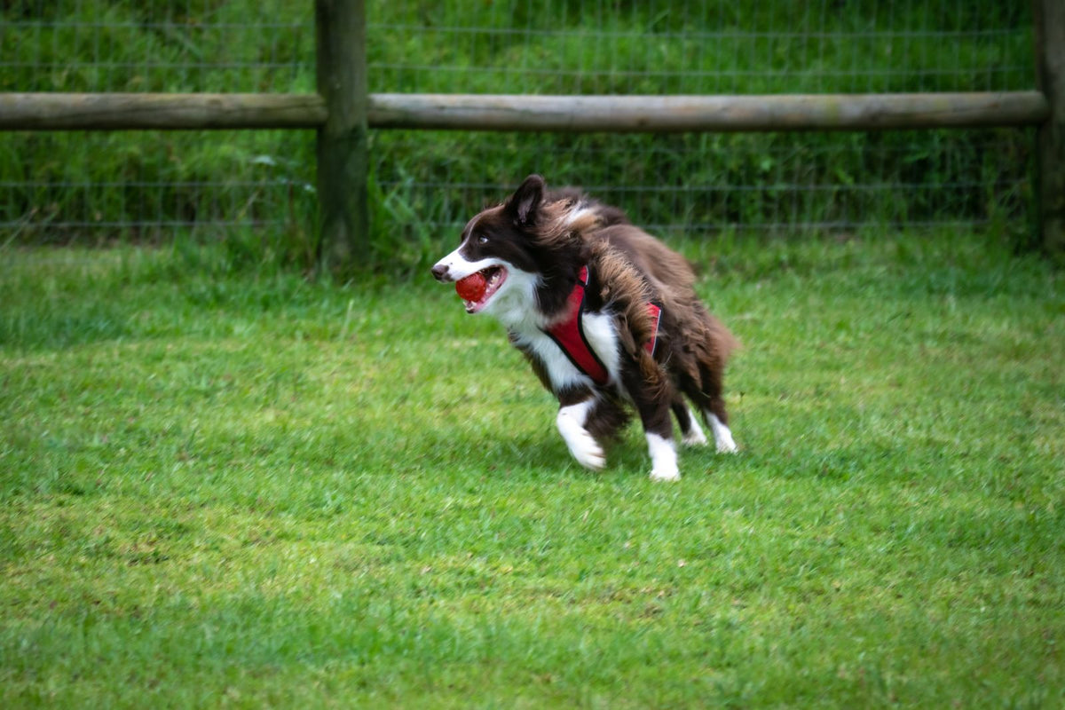 A border collie dog running at speed across a grassy field