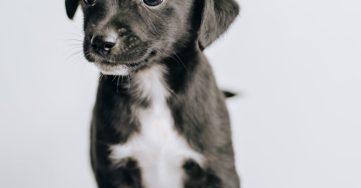 Young puppy, the age group most at risk from parvovirus and most in need of complete vaccination