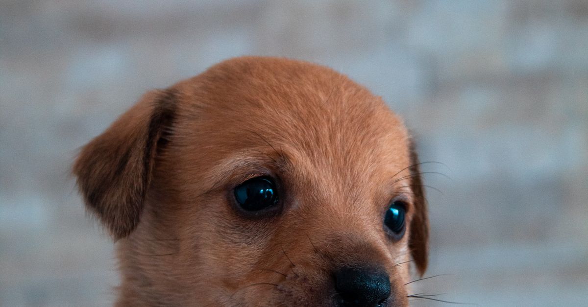 Curious teething puppy held gently in human hands, illustrating kind puppy chewing and handling guidance