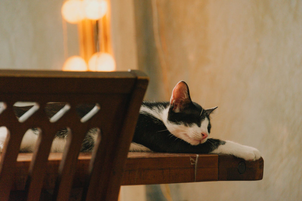 A black and white cat lying on a wooden table at home