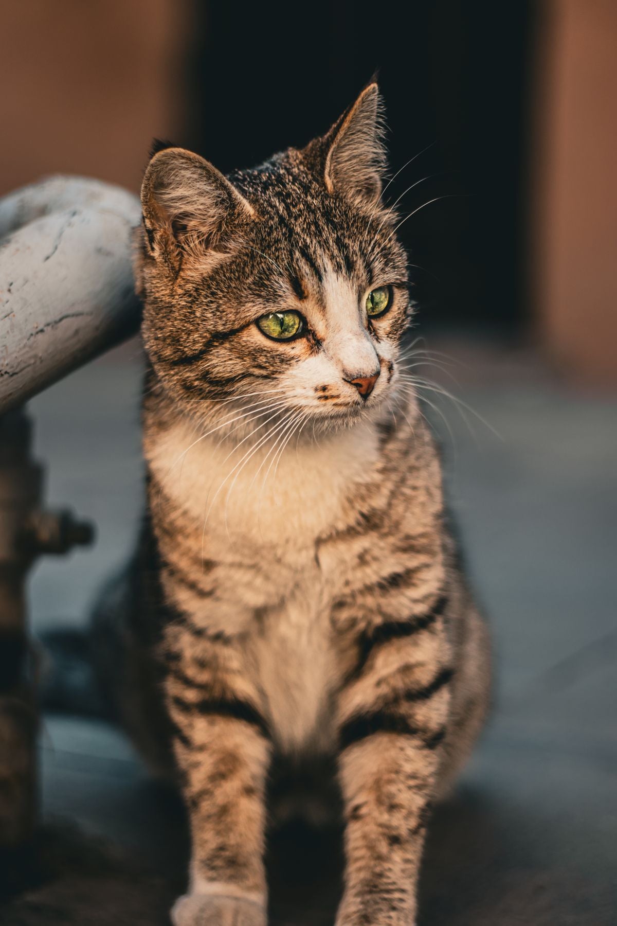 Close-up of a cat being groomed, illustrating hairball prevention and coat care