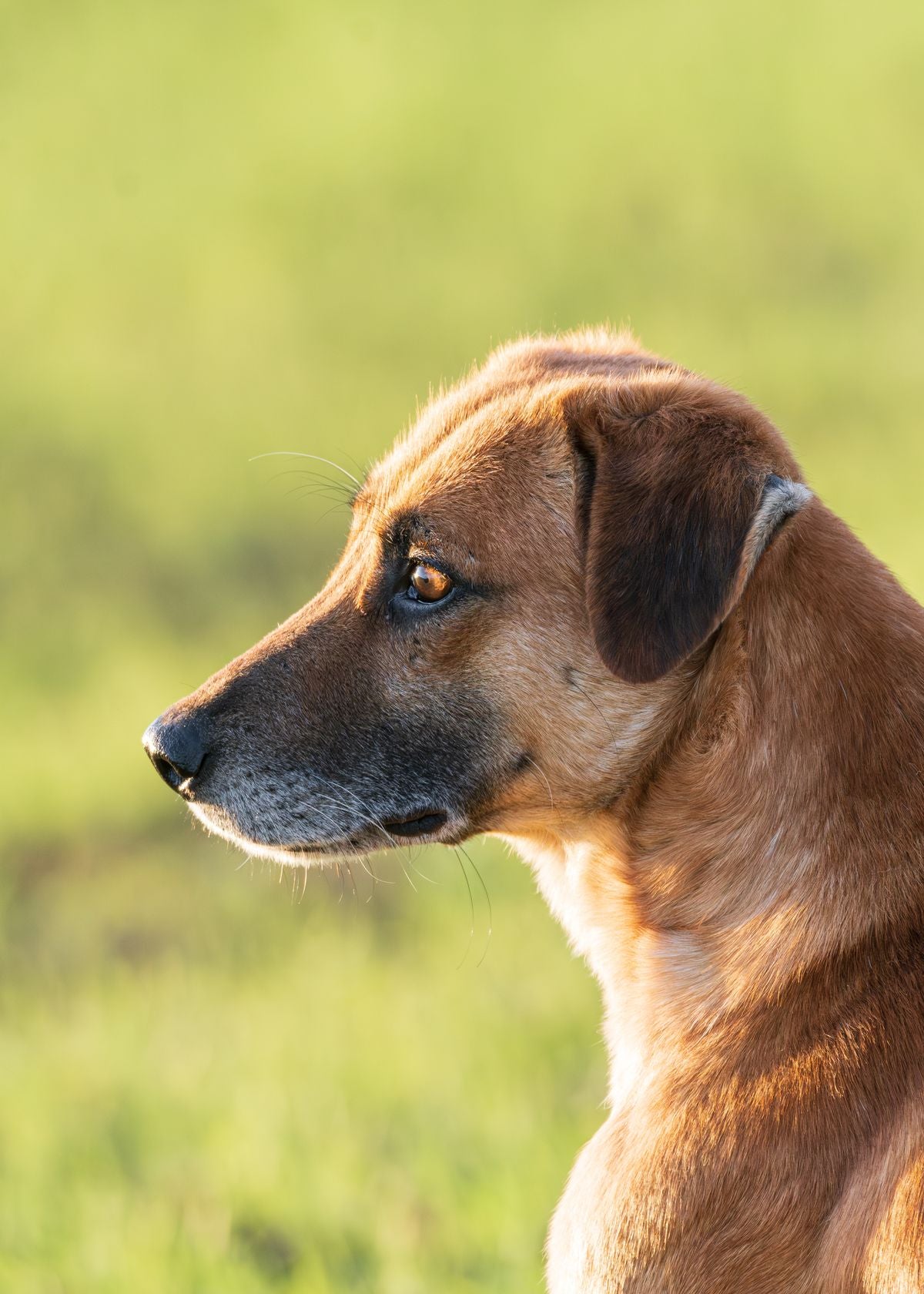 Dog resting calmly, illustrating managing separation anxiety in dogs