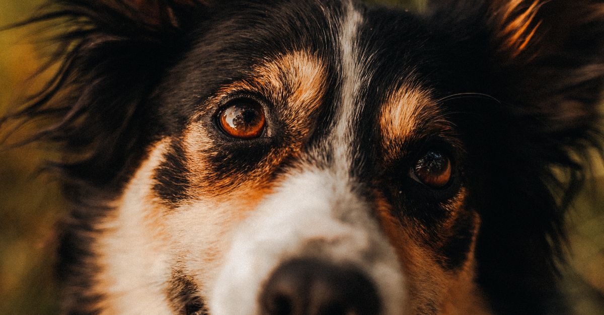 Close-up of a dog's face and eyes, illustrating monitoring vision and eye health in senior pets