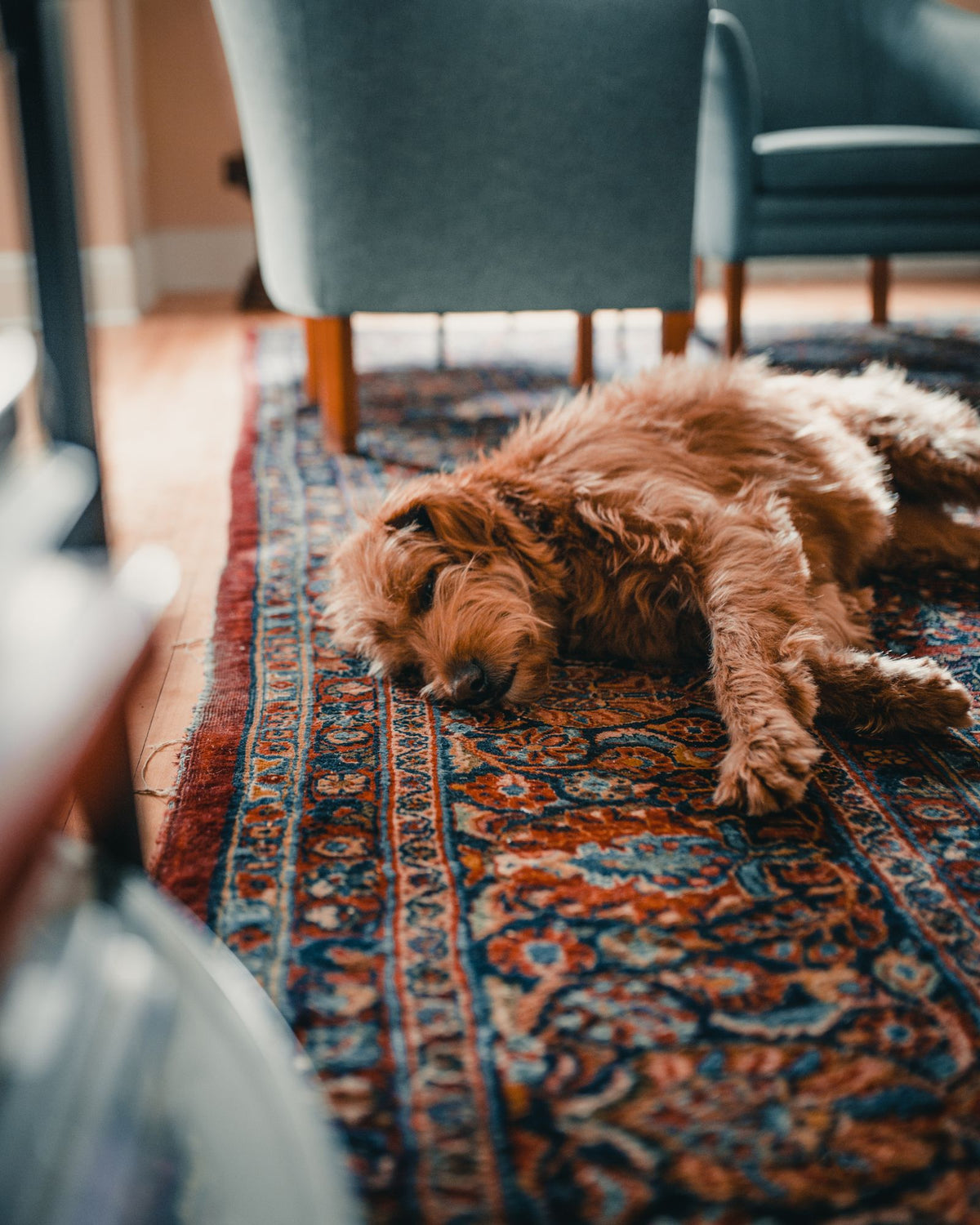 A brown dog lying on a patterned rug in a cozy living room