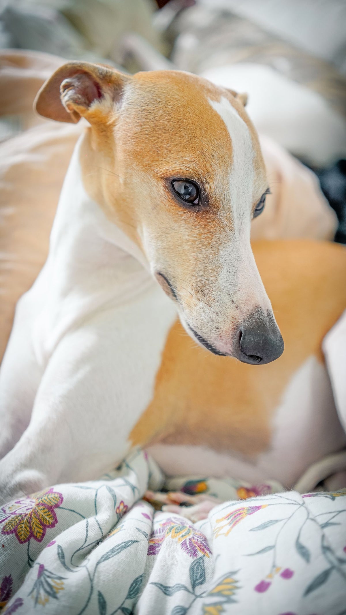 A short-coated whippet dog resting indoors on a soft blanket during winter
