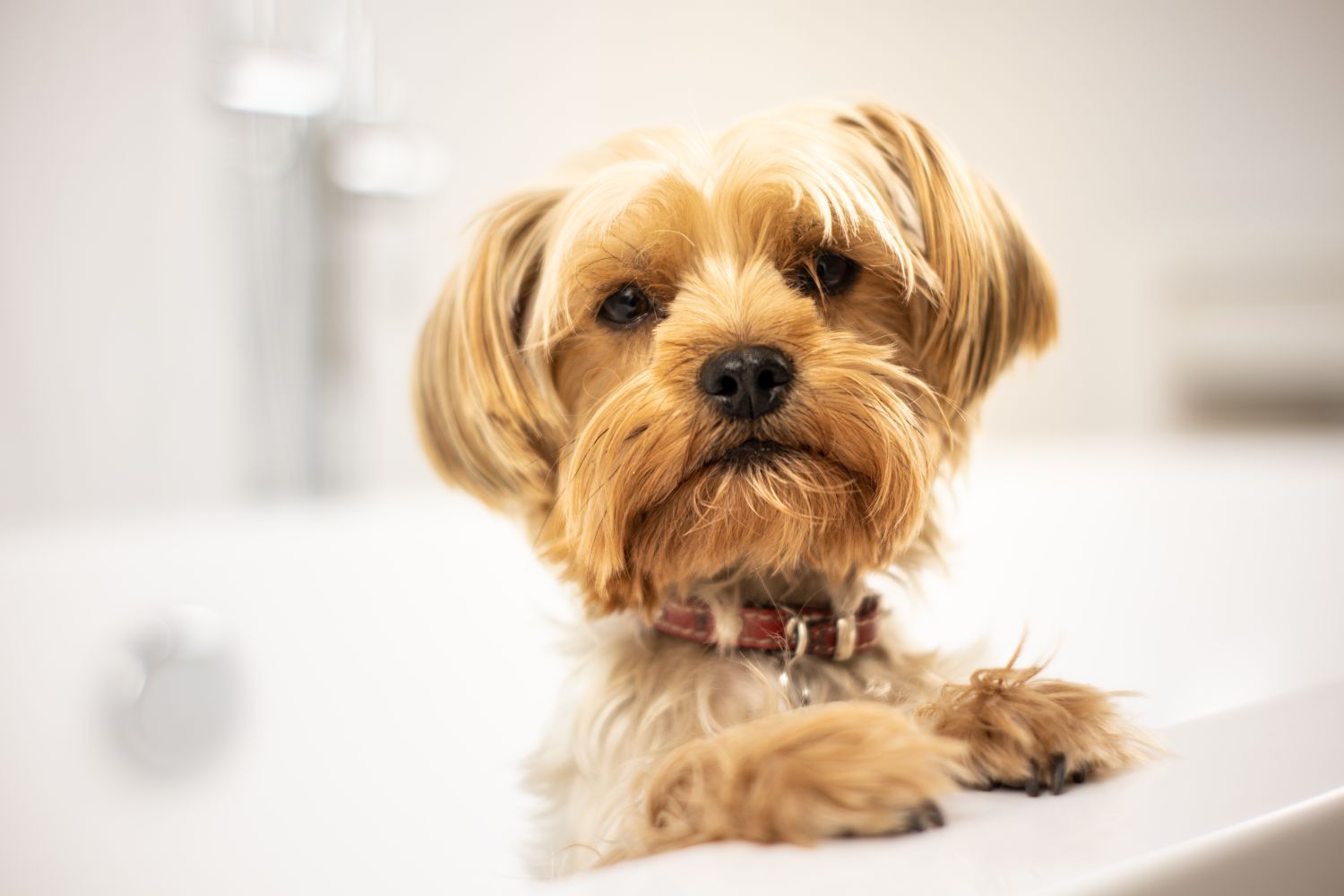 A small dog being bathed and groomed at home, illustrating at-home pet grooming