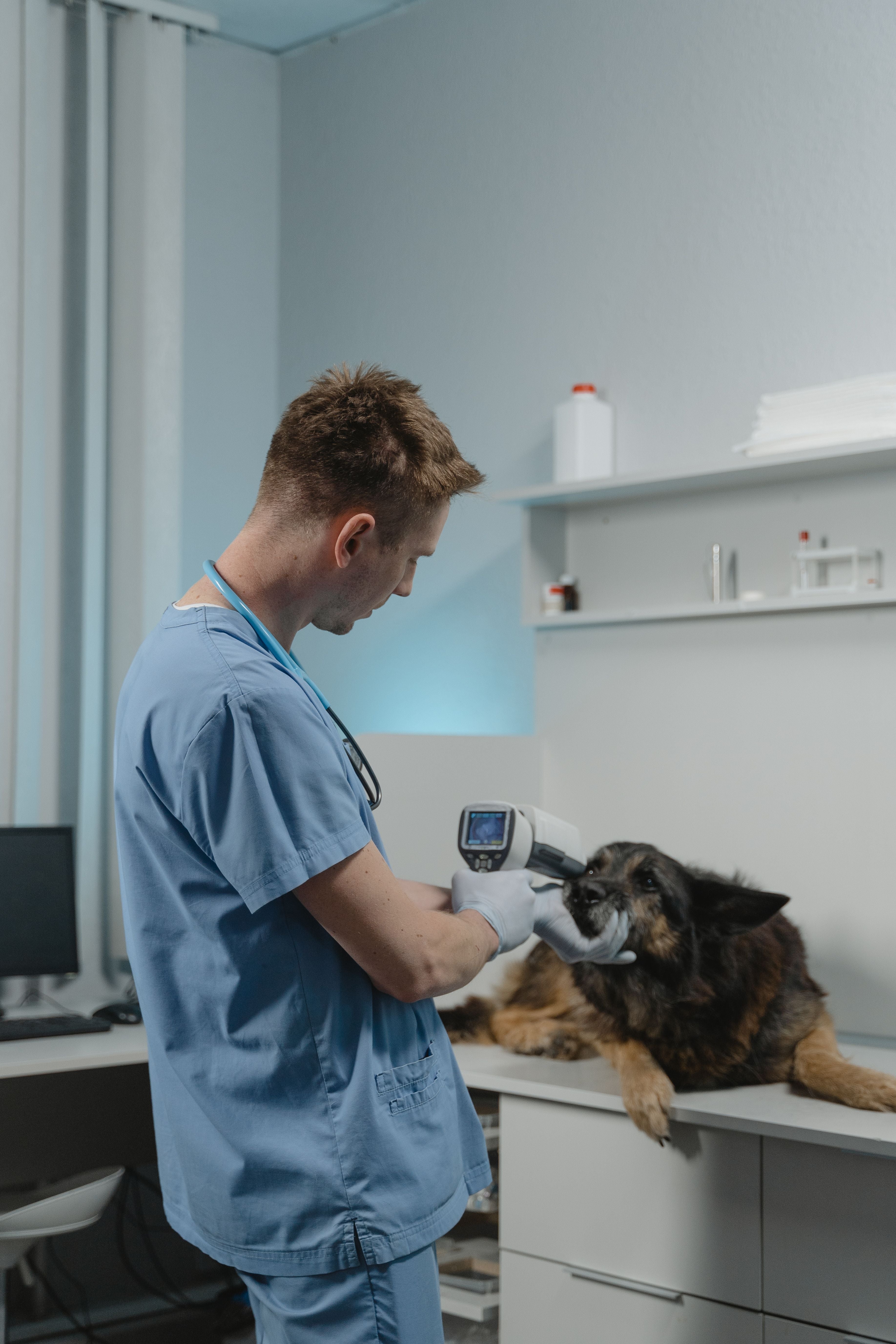 A veterinarian examining a dog during a wellness checkup