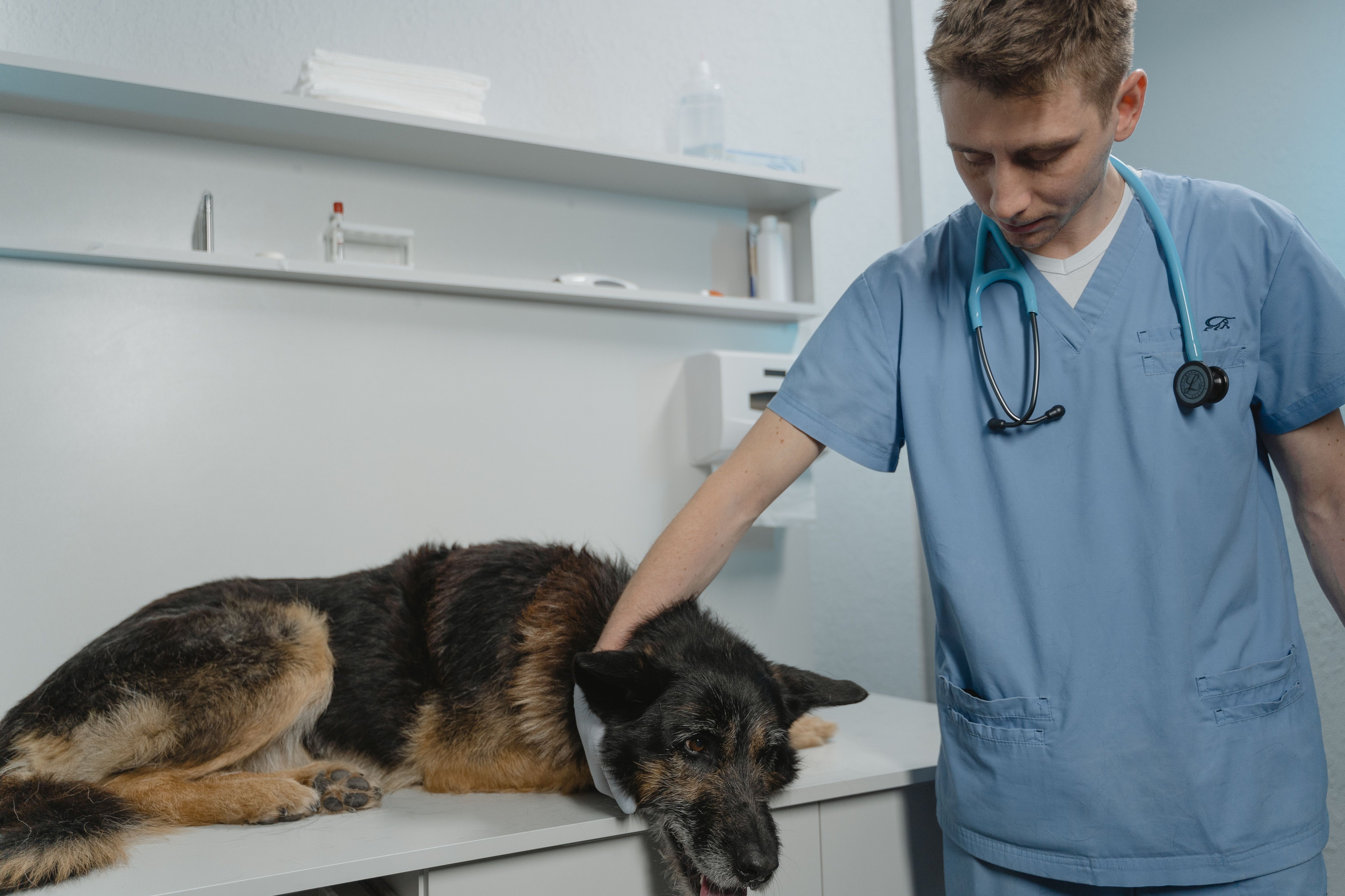 A veterinarian gently examining a dog's body during a checkup