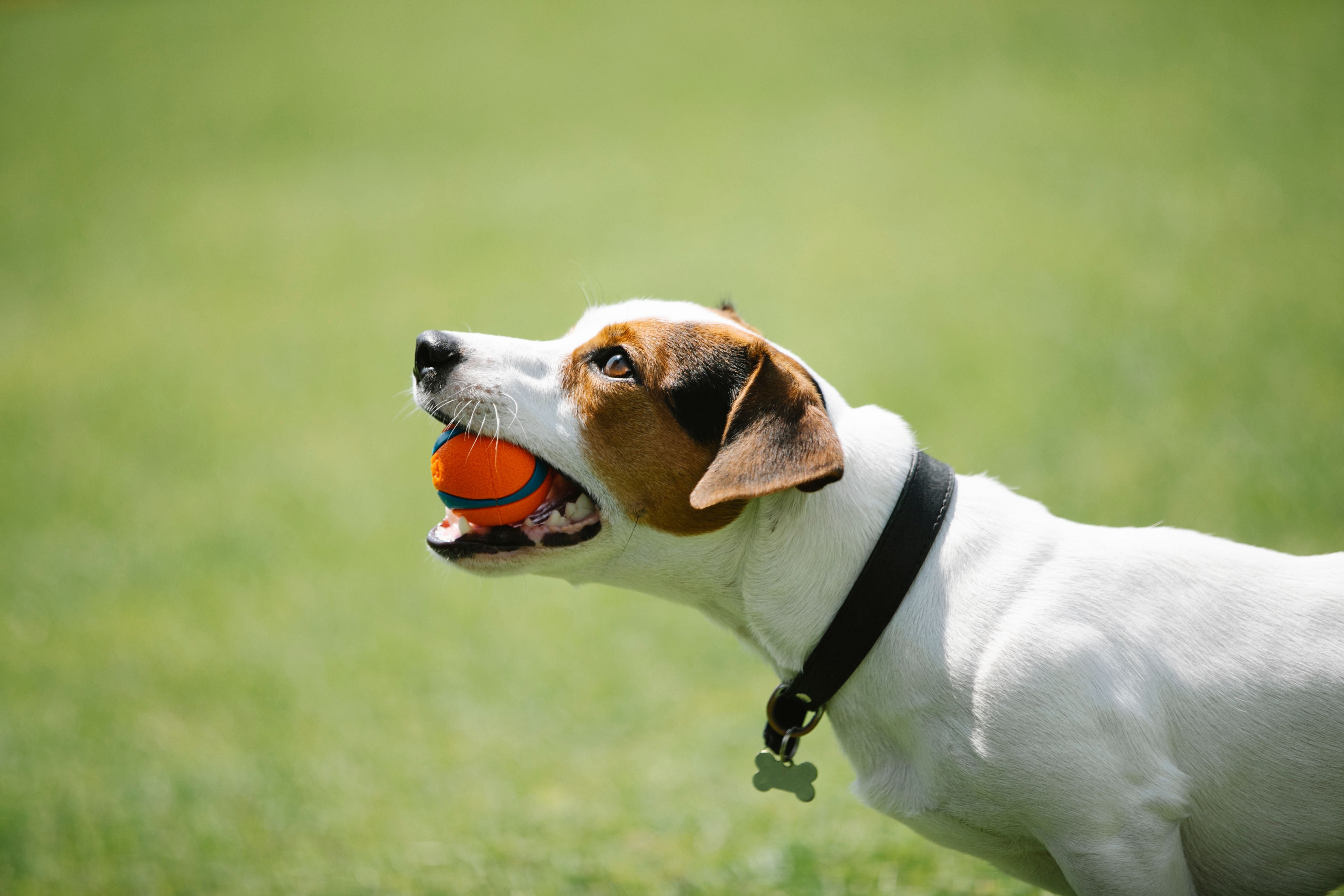 A dog with a clean, healthy mouth resting at home