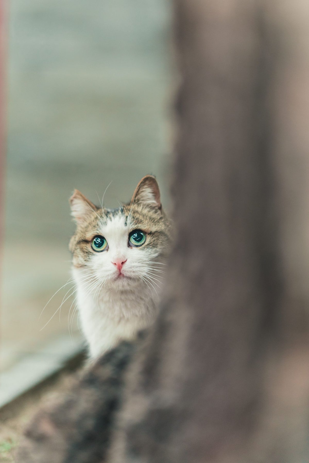 A tabby cat peering around a tree trunk outdoors