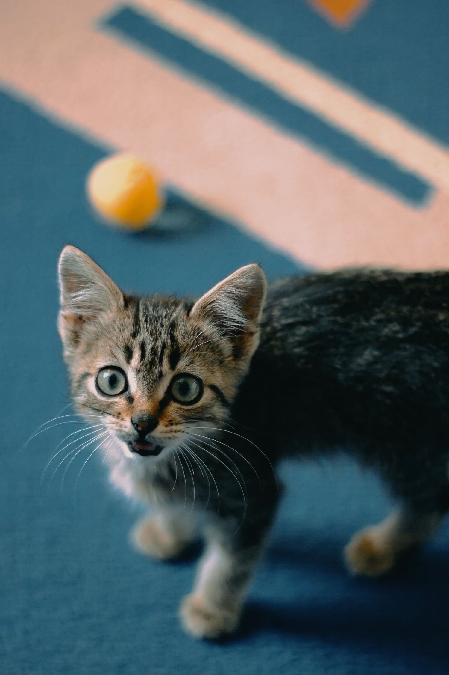 A healthy, curious kitten playing indoors, illustrating kitten nutrition and growth