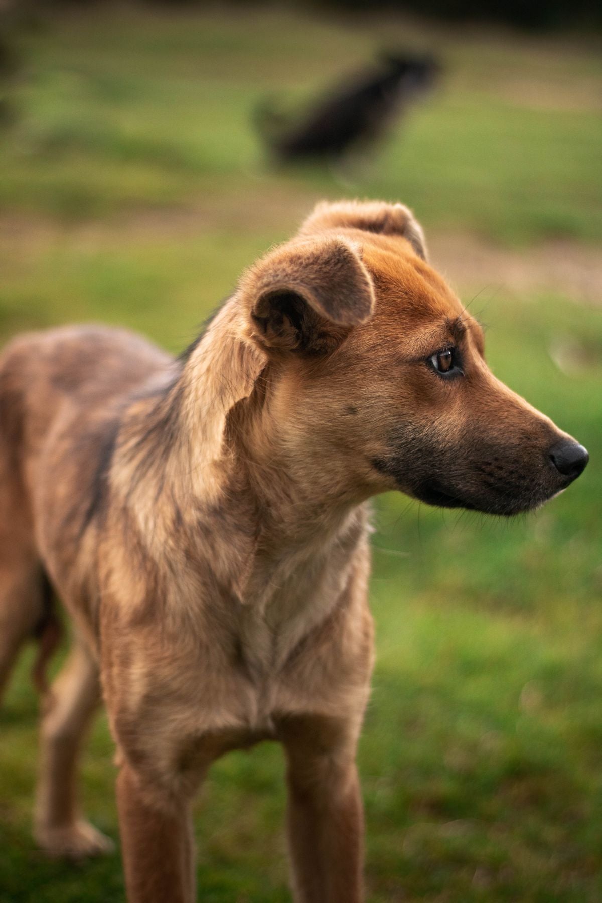 Close-up of a calm older dog, illustrating senior pet care