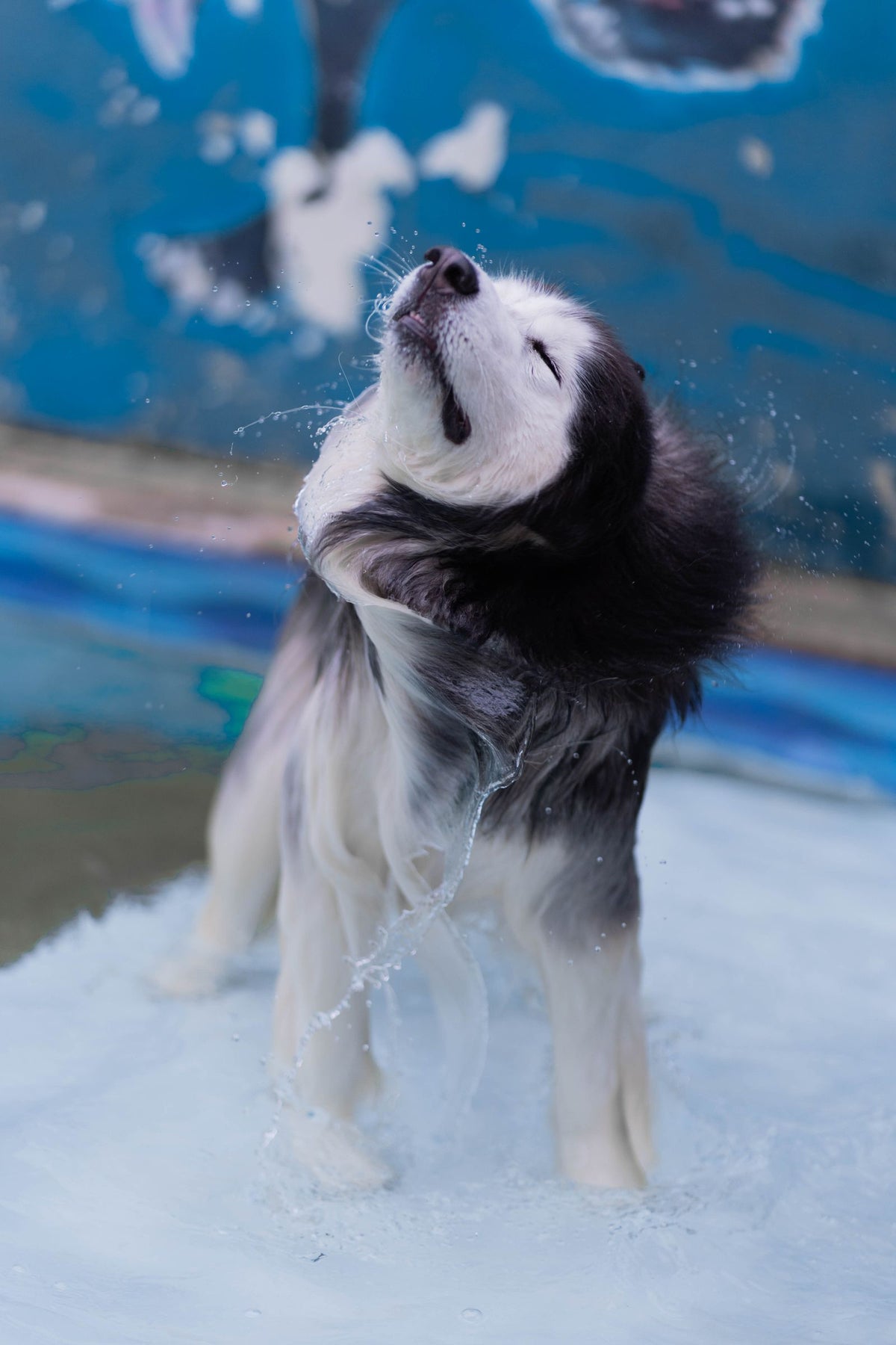 A wet long-haired dog shaking water off its coat