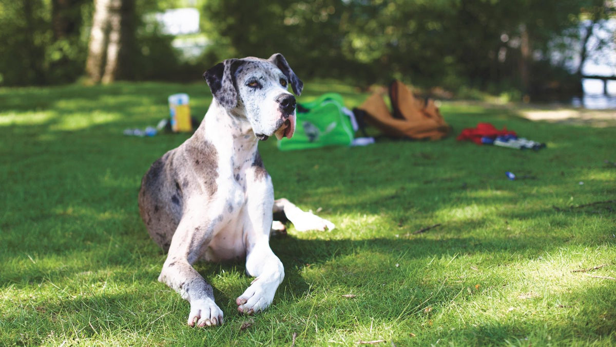 A young merle Great Dane lying on a sunny lawn