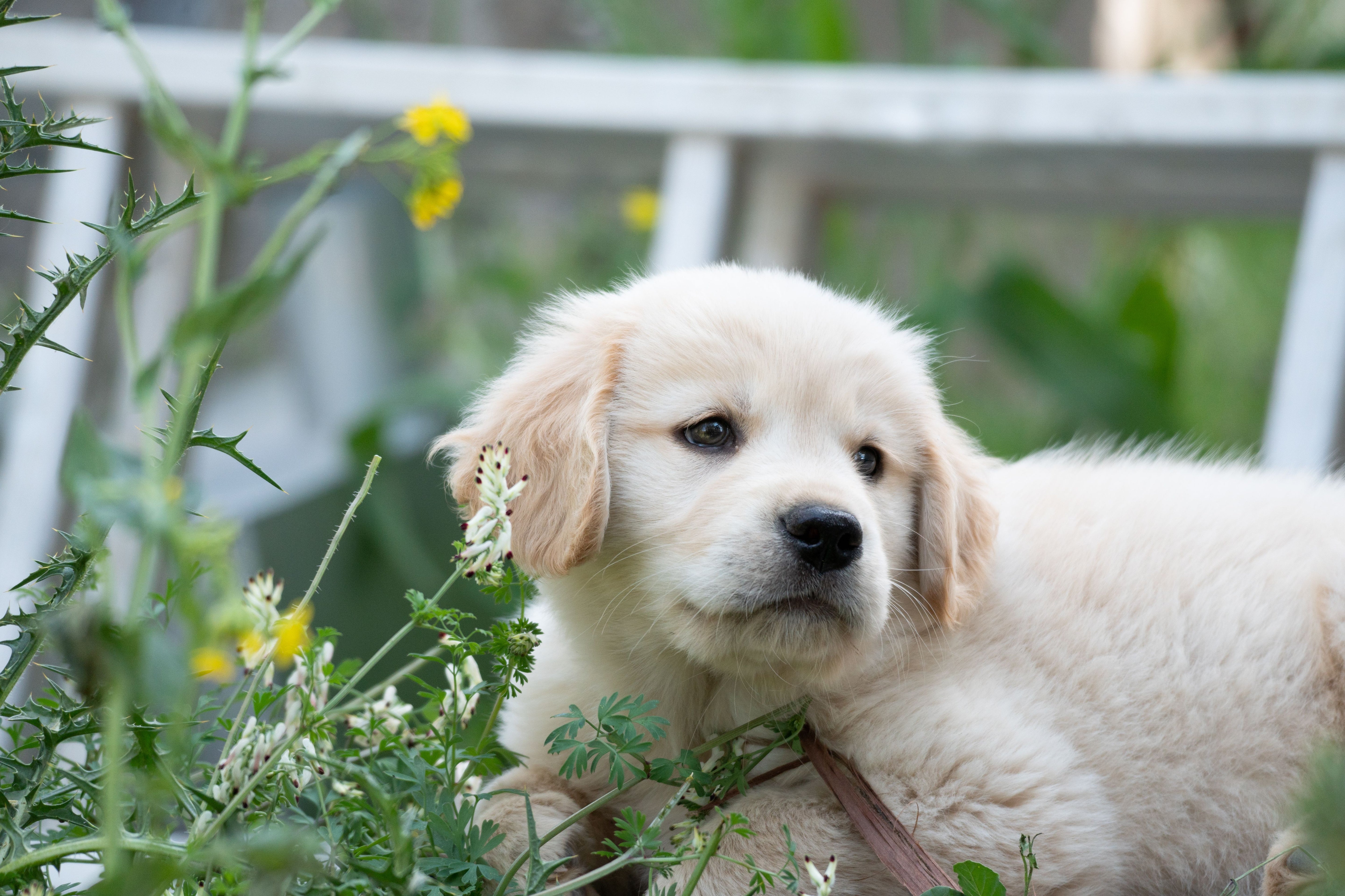 A clean, fluffy golden retriever puppy, representing gentle pet grooming and bathing