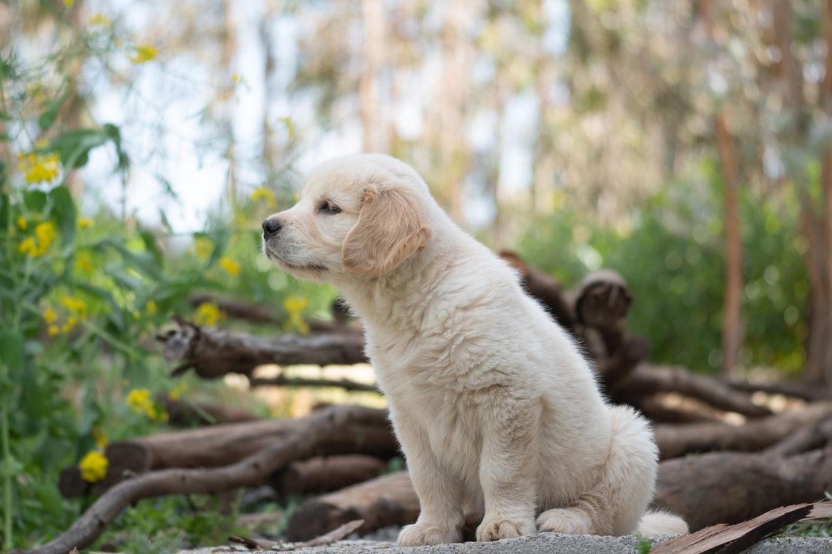 A young golden retriever puppy sitting outdoors on a sunny day looking to the side
