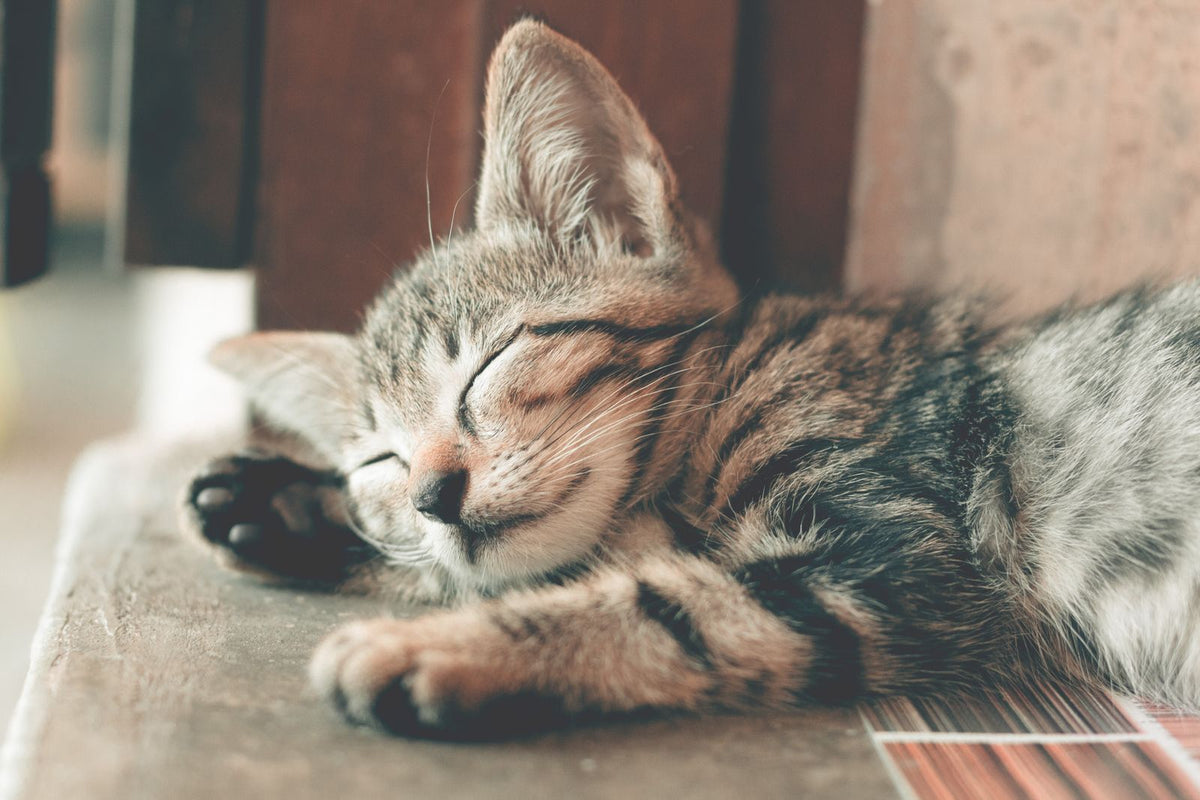 A tabby cat sleeping on a stone step with its front paws stretched out in front.