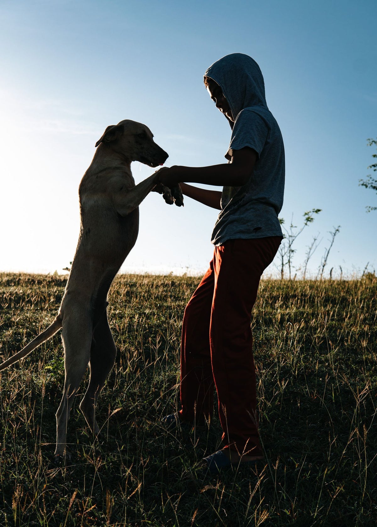 A dog standing up on its hind legs to greet a person outdoors