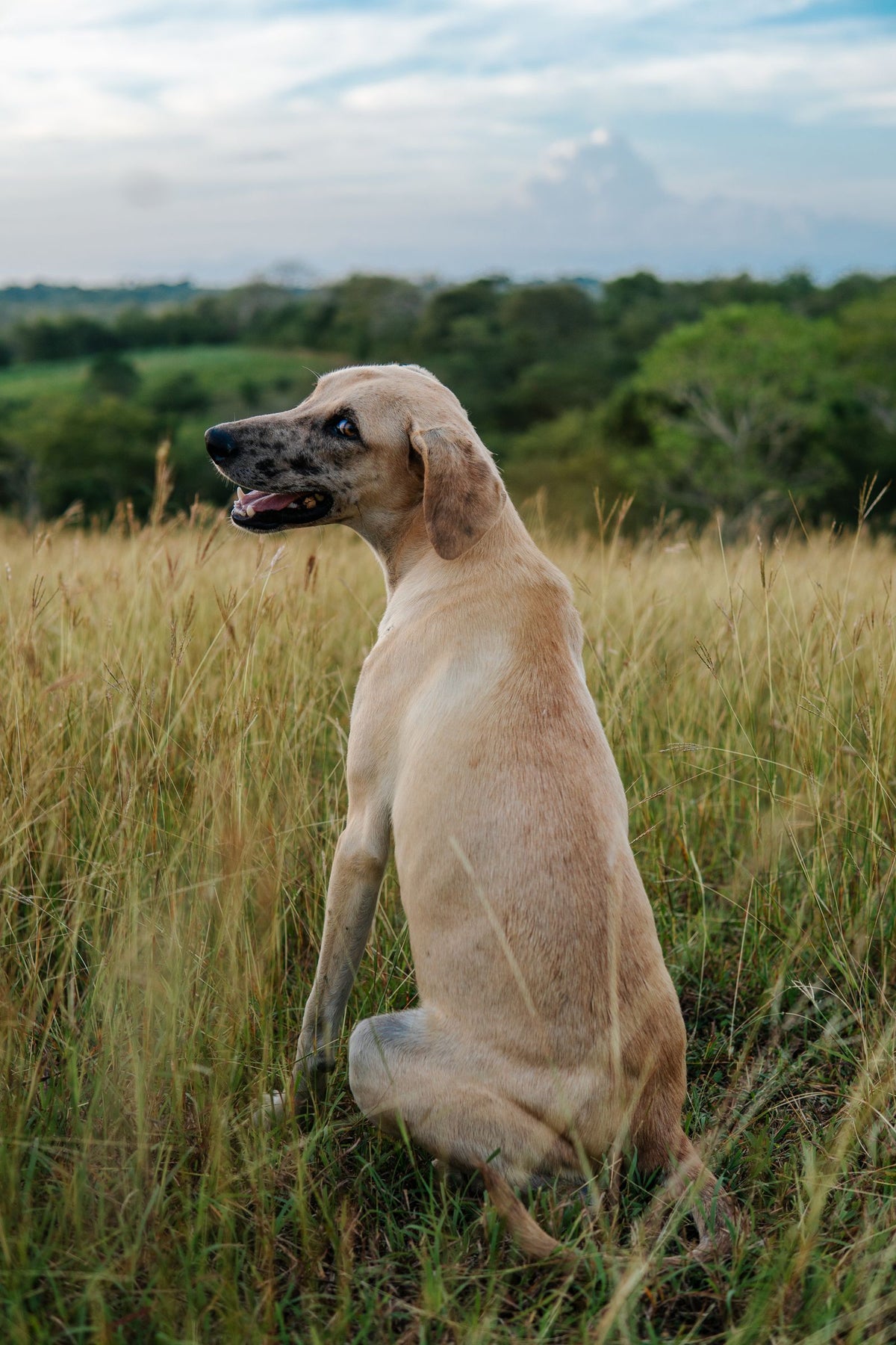 A tan short-coated dog sitting alert in a field of tall dry grass on an overcast day