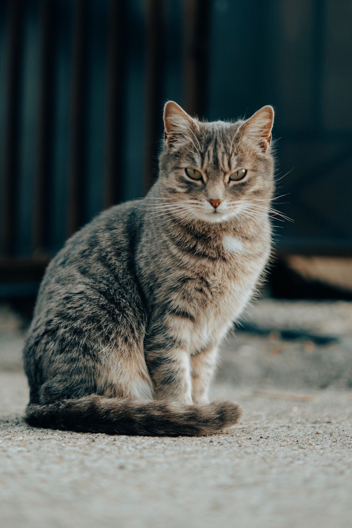 Tabby cat sitting and looking alert, illustrating feline preventive care and vaccination