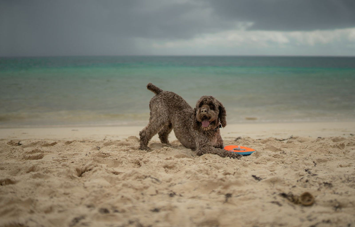 A dog playing and digging in the sand on a beach