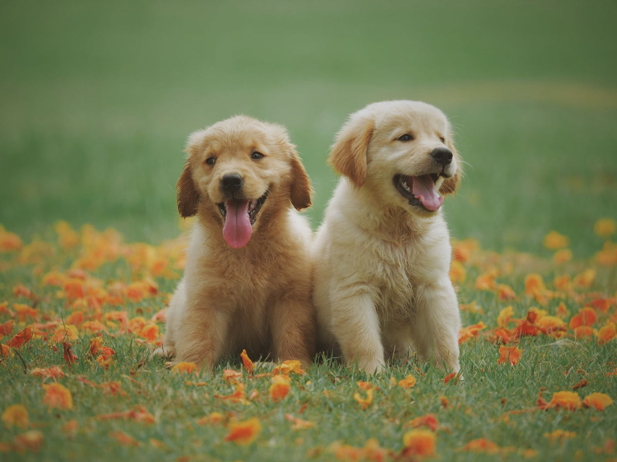 Two golden retriever puppies sitting side by side on grass during a basic obedience training session