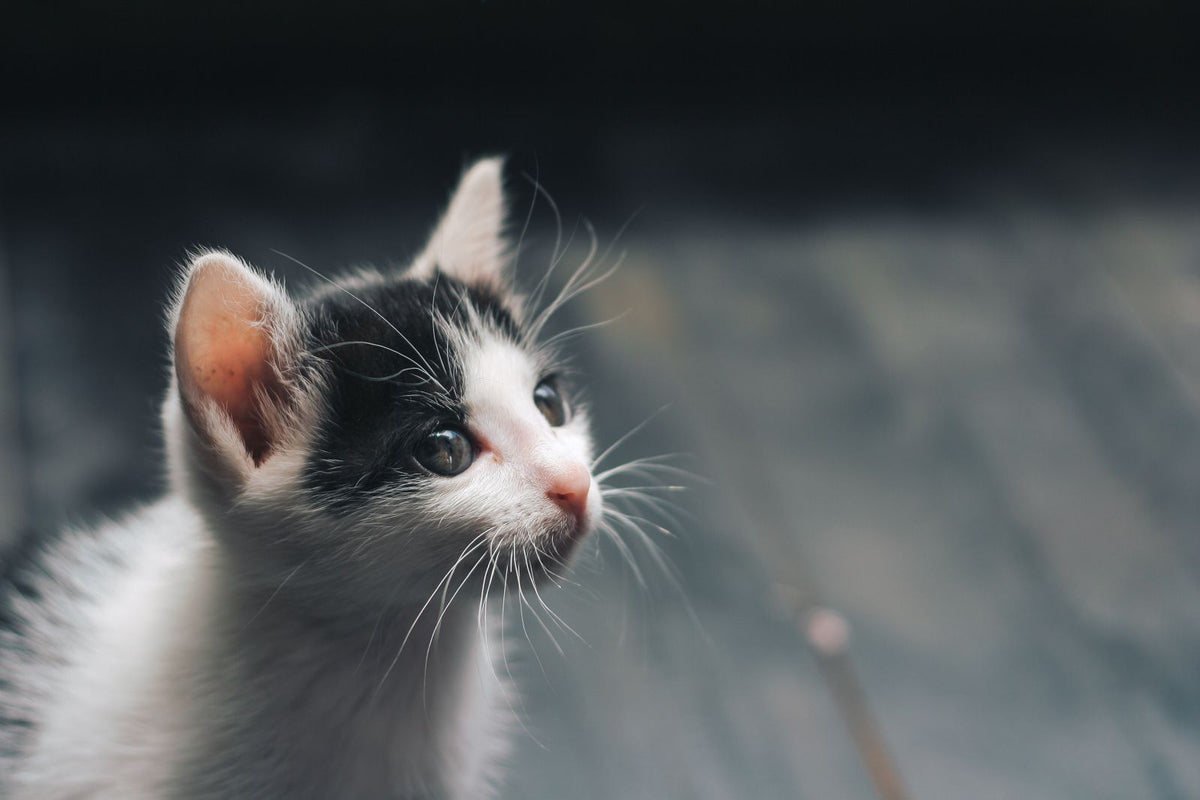 A very young black and white kitten with wide eyes, the age at which nursing problems are first noticed
