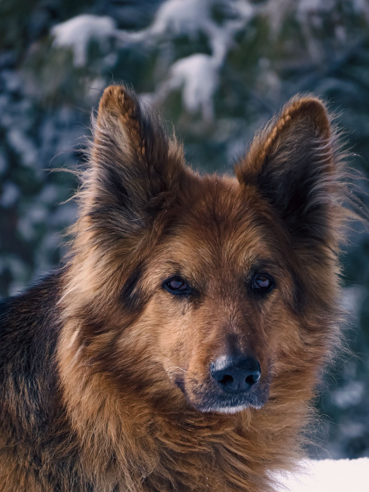 Close-up of a fluffy dog's face and eyes