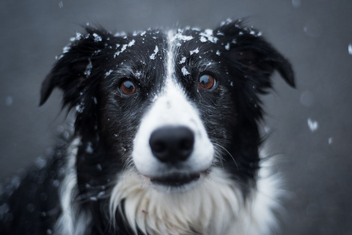 Close-up of a black and white border collie's face and eyes with snowflakes on its fur