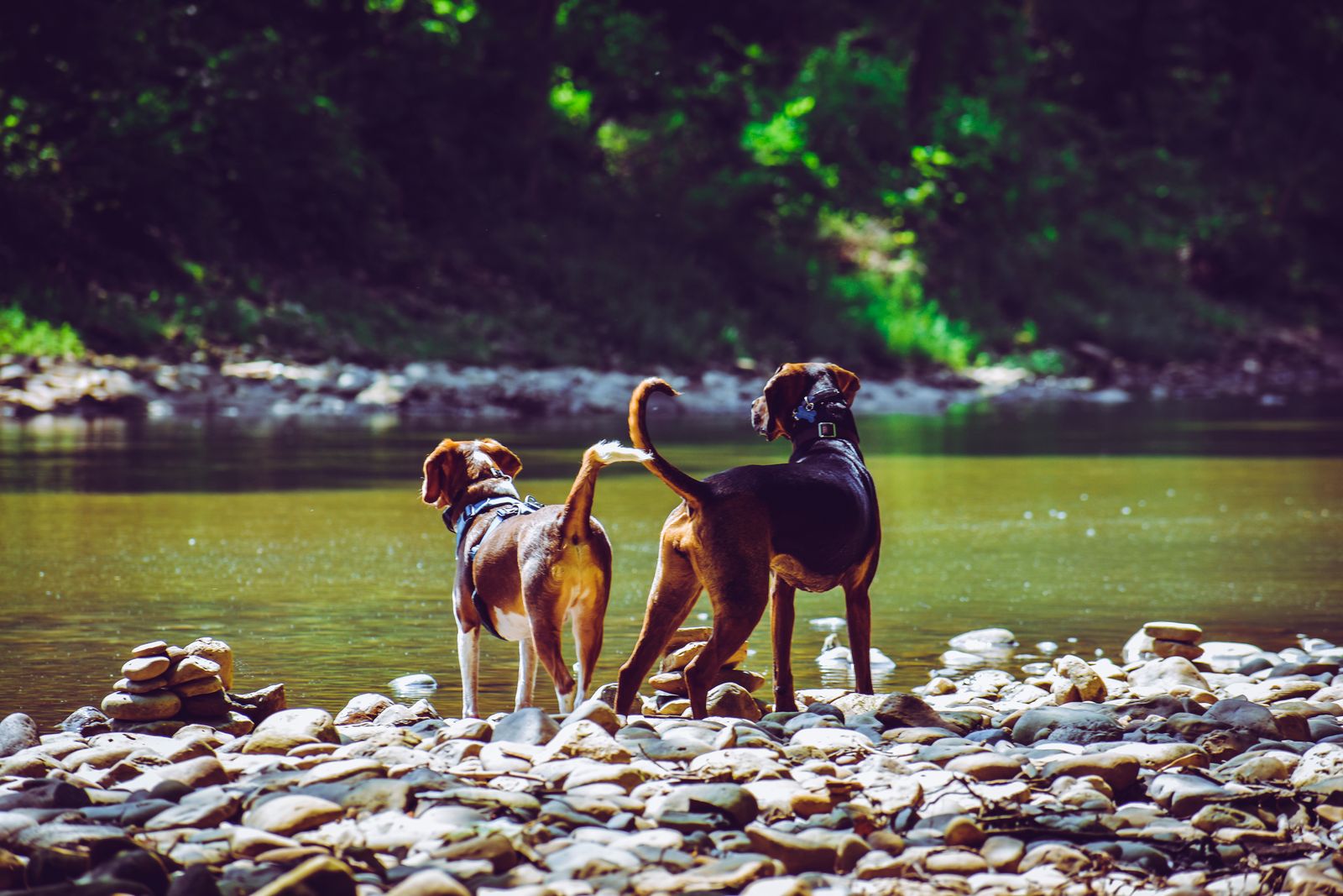 Two dogs standing together on a riverbank on a bright day