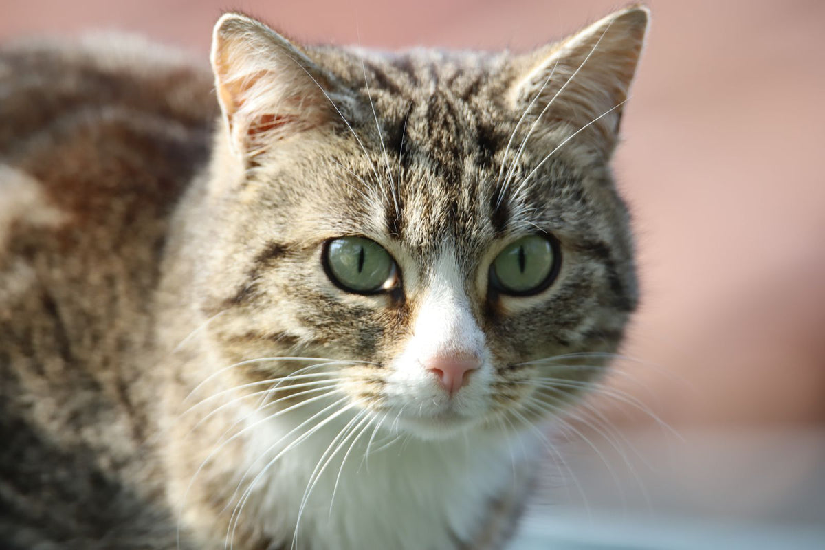 A close-up portrait of a green-eyed tabby cat's face.