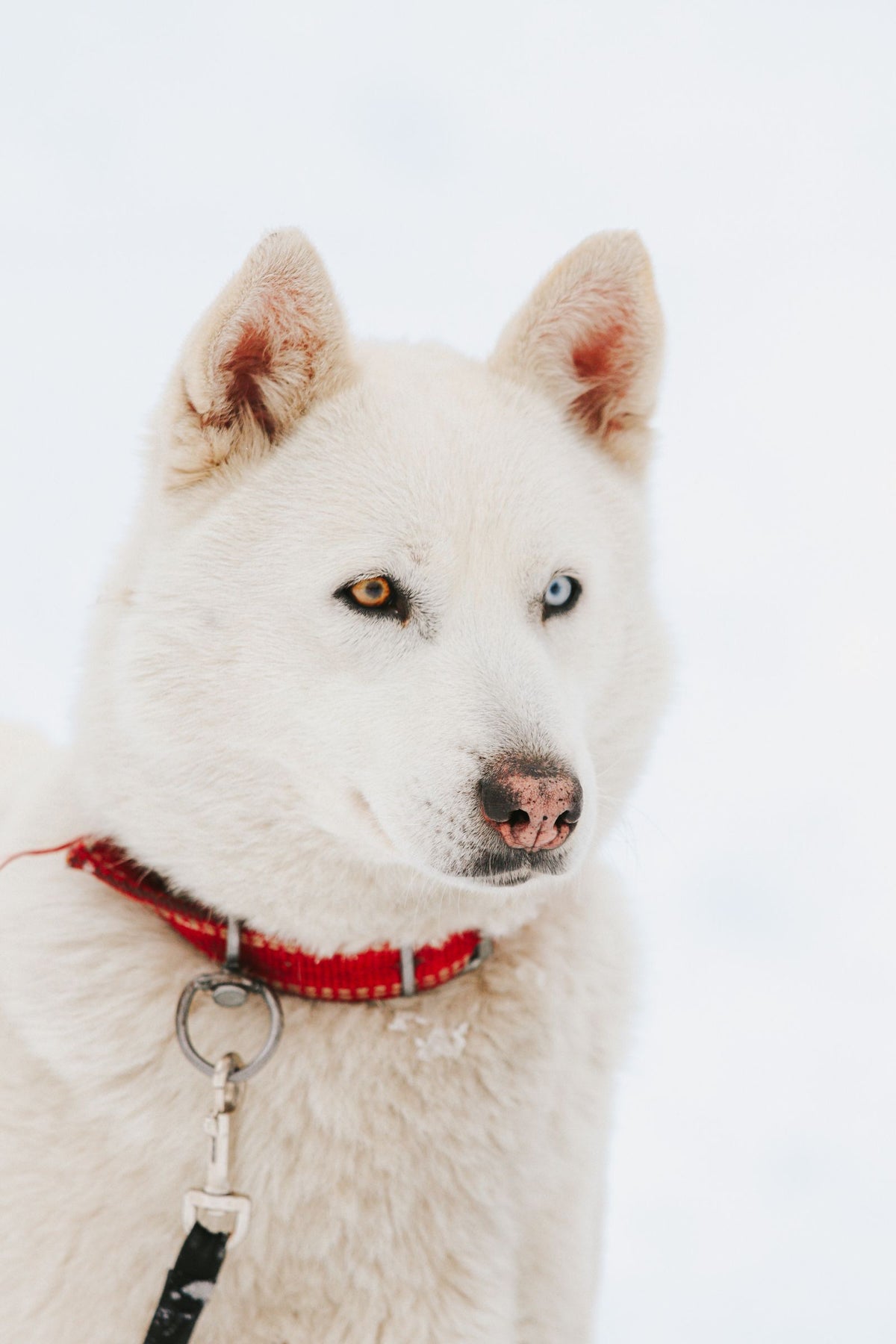 A white dog with a red collar standing outdoors in the snow.