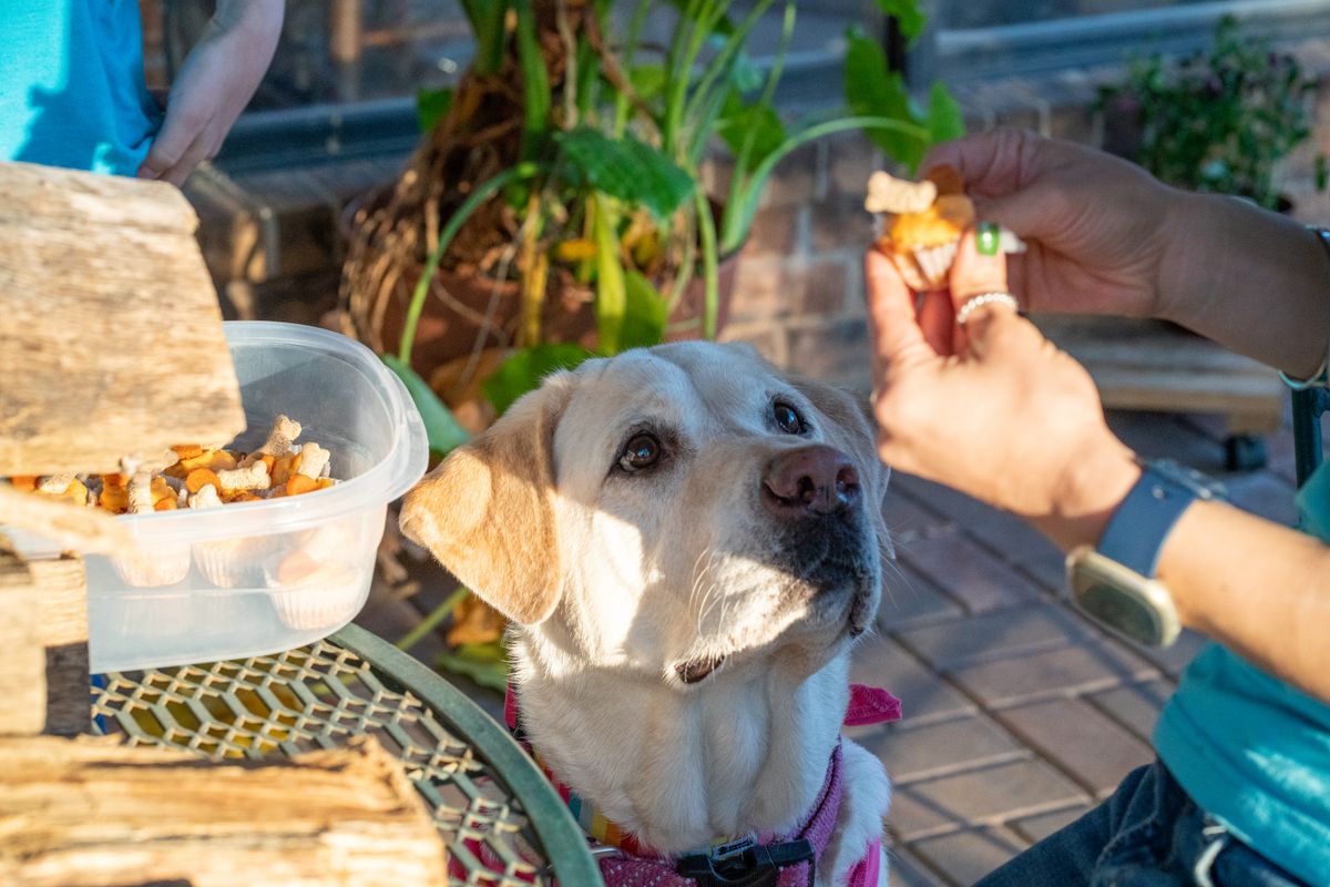 A person giving a healthy treat to a happy dog outdoors