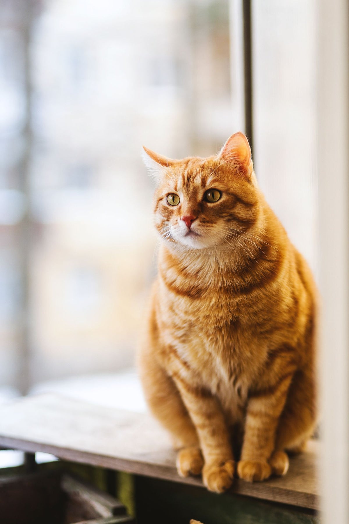 An orange tabby cat sitting calmly on a windowsill at home