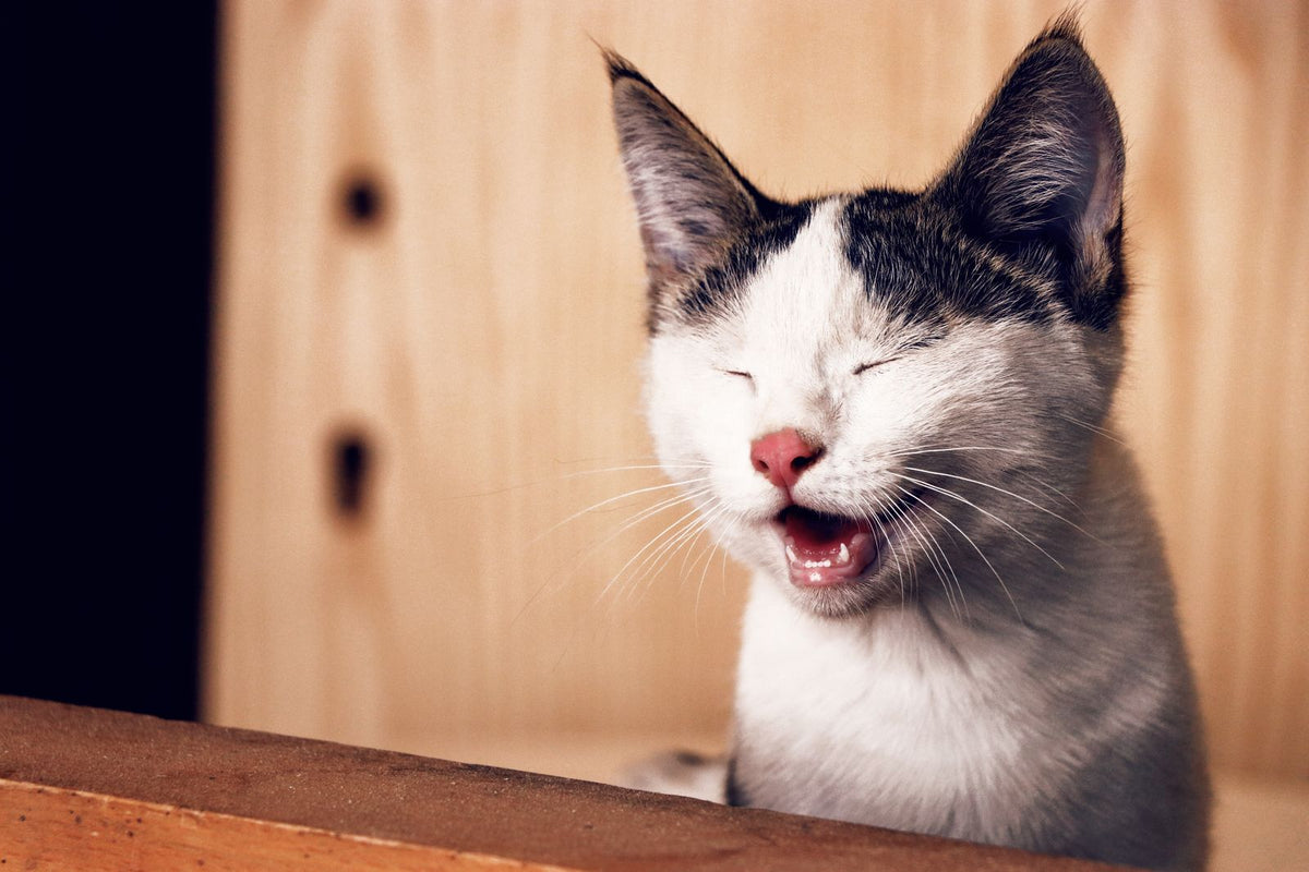 A black and white cat with its mouth open, showing its teeth.