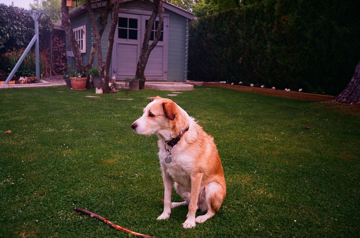 A dog sitting attentively on a lawn in a backyard, illustrating when to consult a veterinary behaviorist