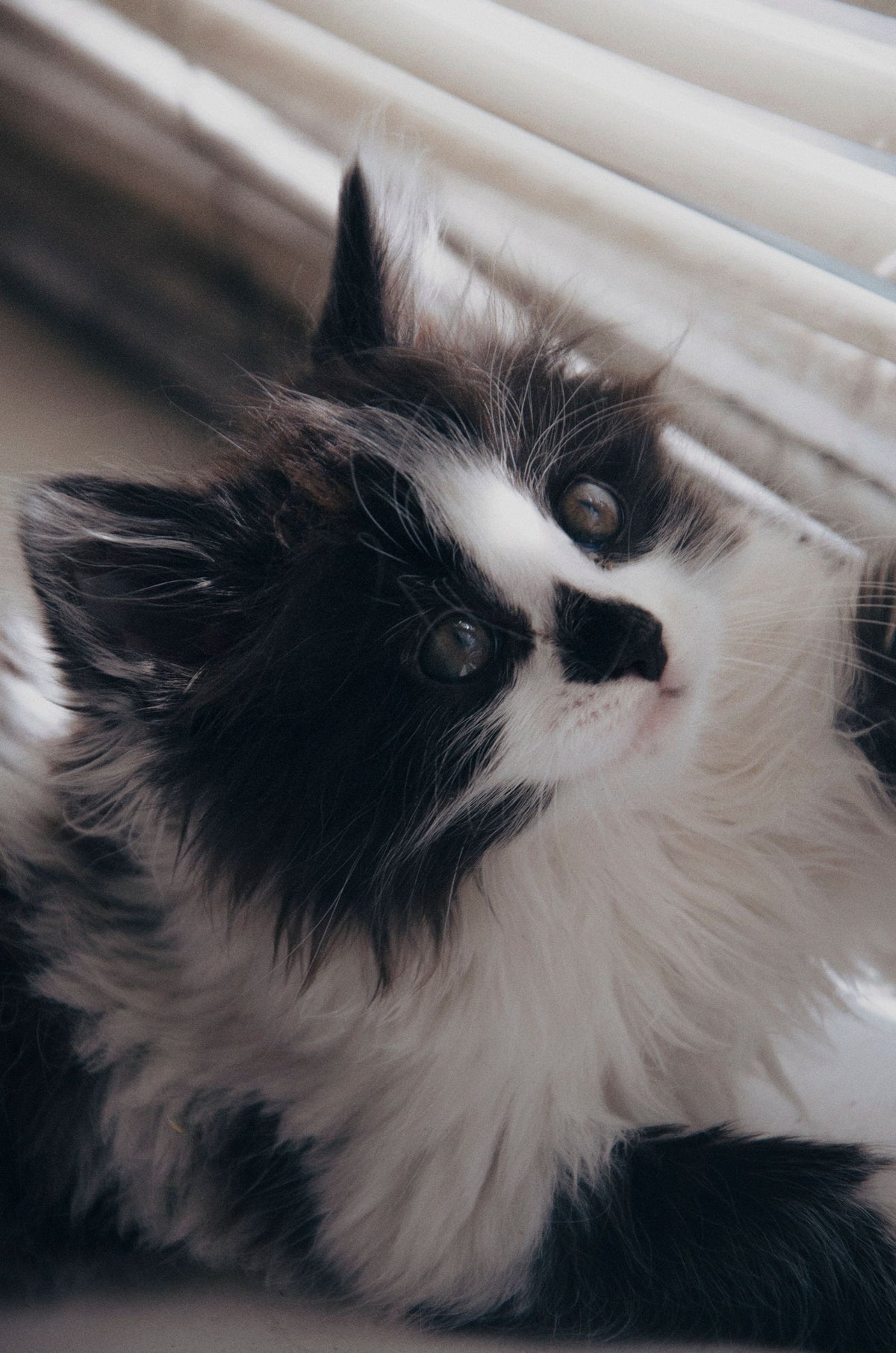 A long-haired black and white cat lying comfortably indoors with thick fluffy fur
