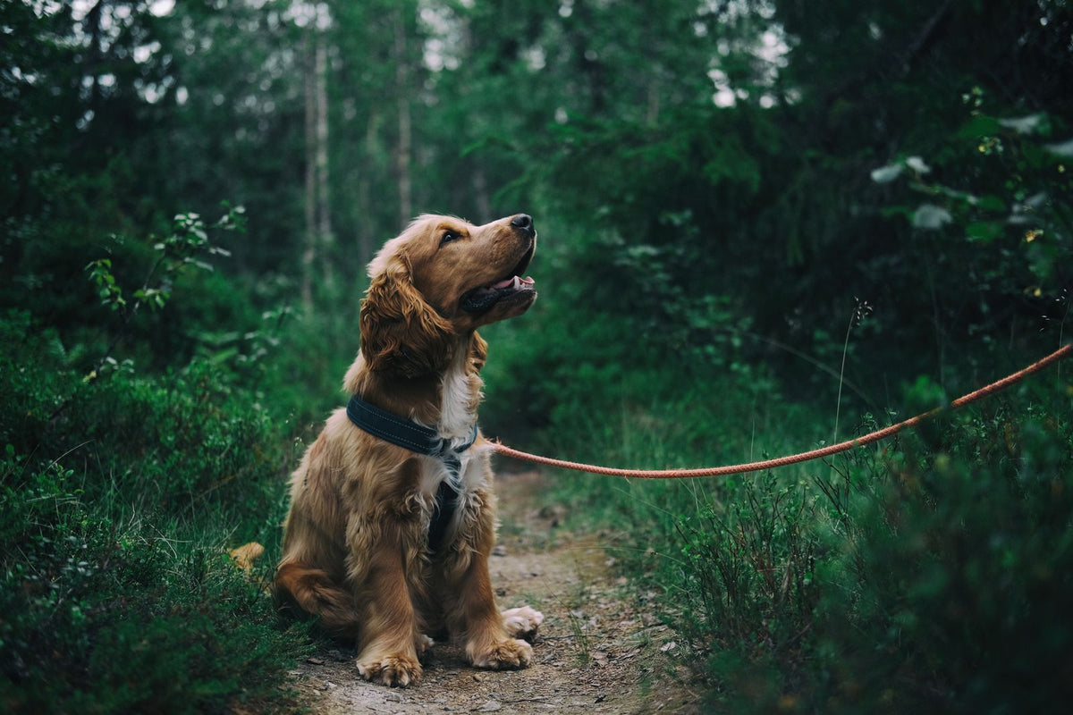 A tan spaniel-type dog on a leash, sitting on a woodland trail among green trees.