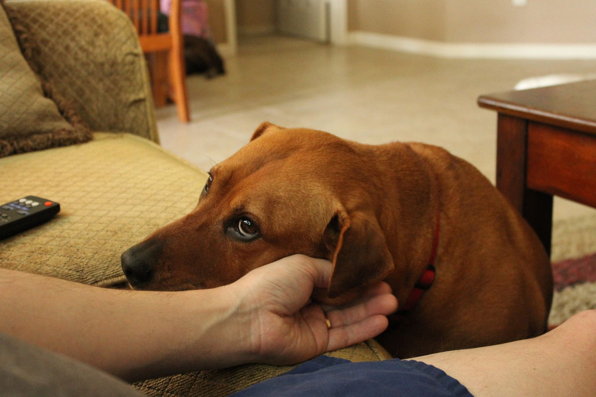 A brown dog resting its head against its owner's hand on the couch