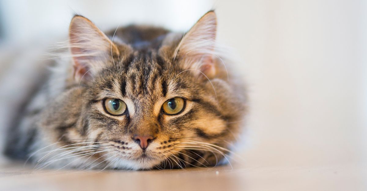 Healthy indoor cat resting, illustrating protective care for cats living with FeLV or FIV