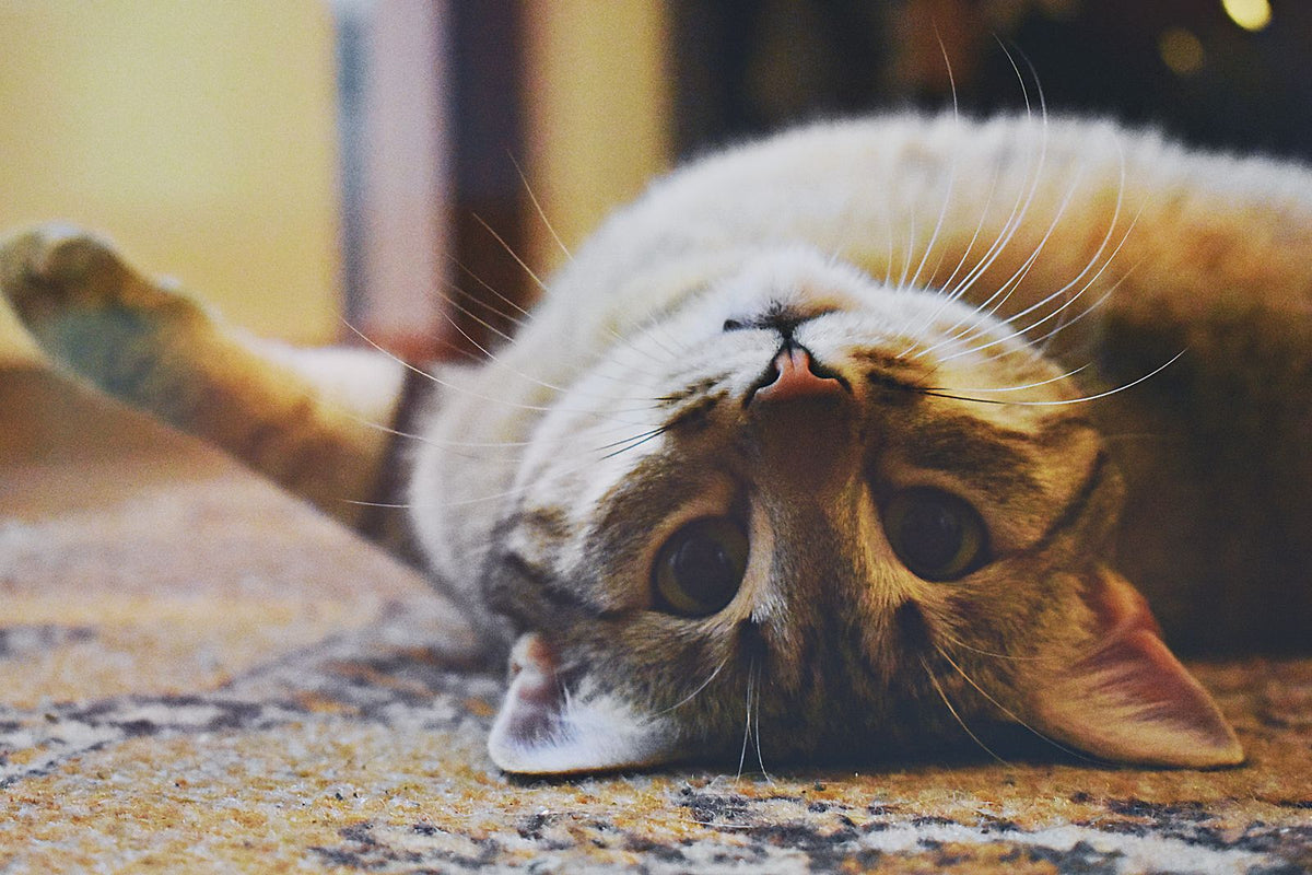 A cream tabby cat rolling on its back on a speckled woven rug.