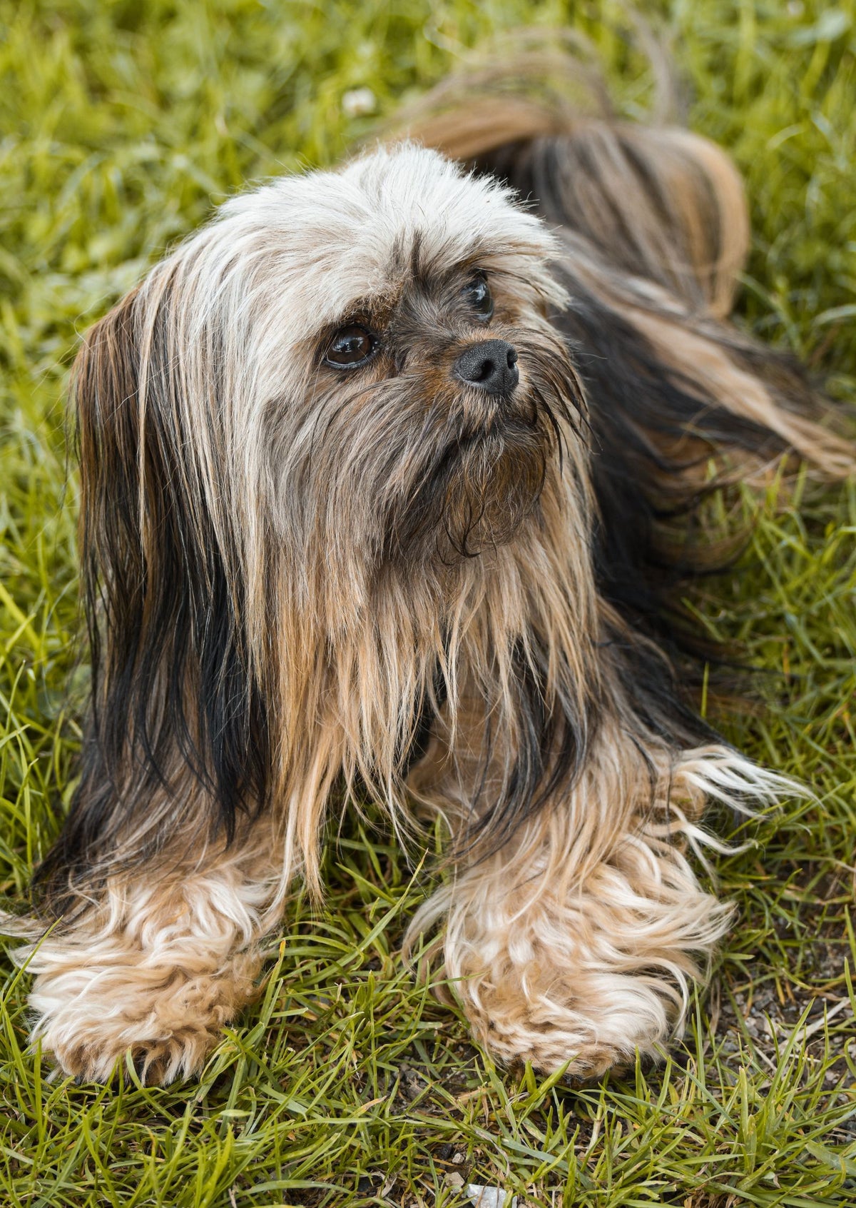 Long-haired small dog with a silky groomed coat lying on fresh green grass