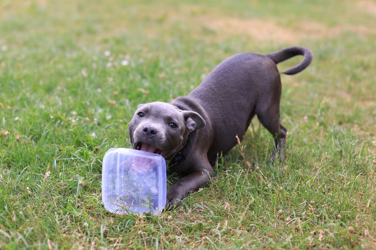 A puppy chewing on an object during play