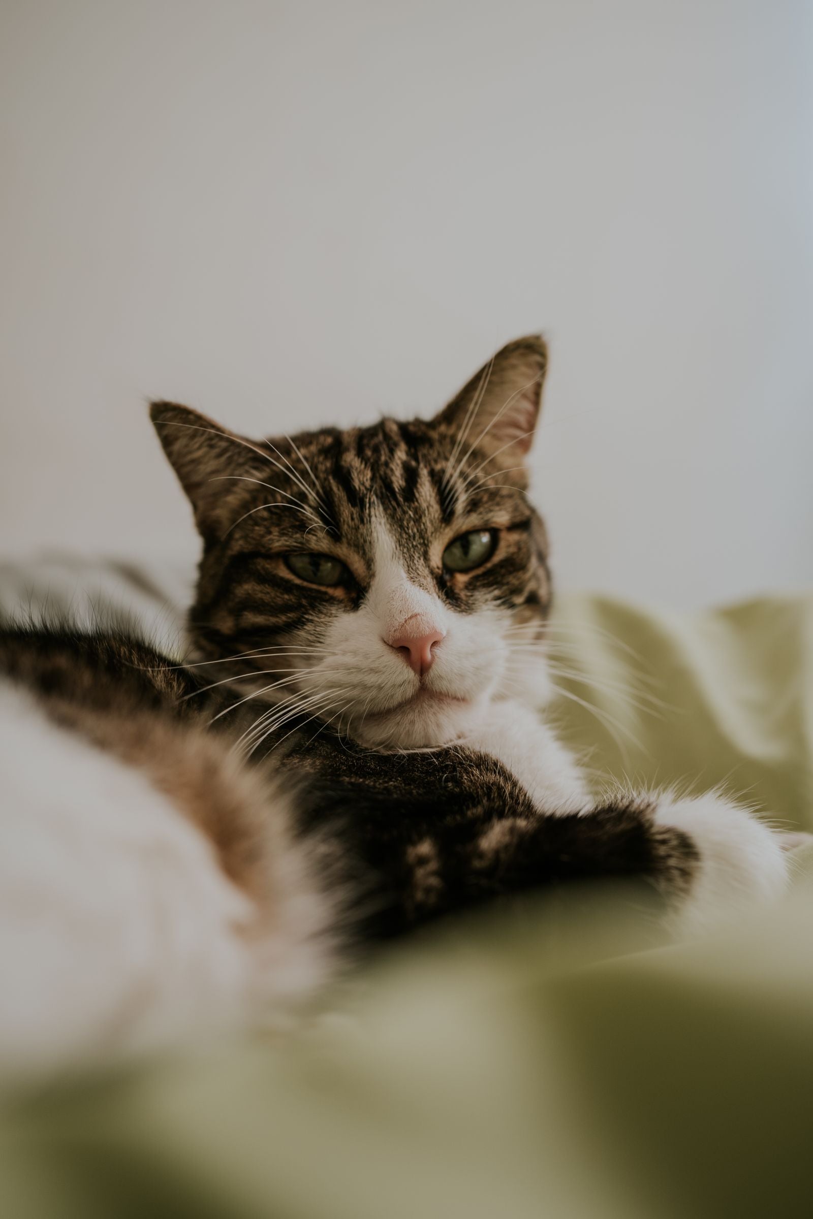 Tabby and white cat resting indoors, a species commonly affected by ear mites