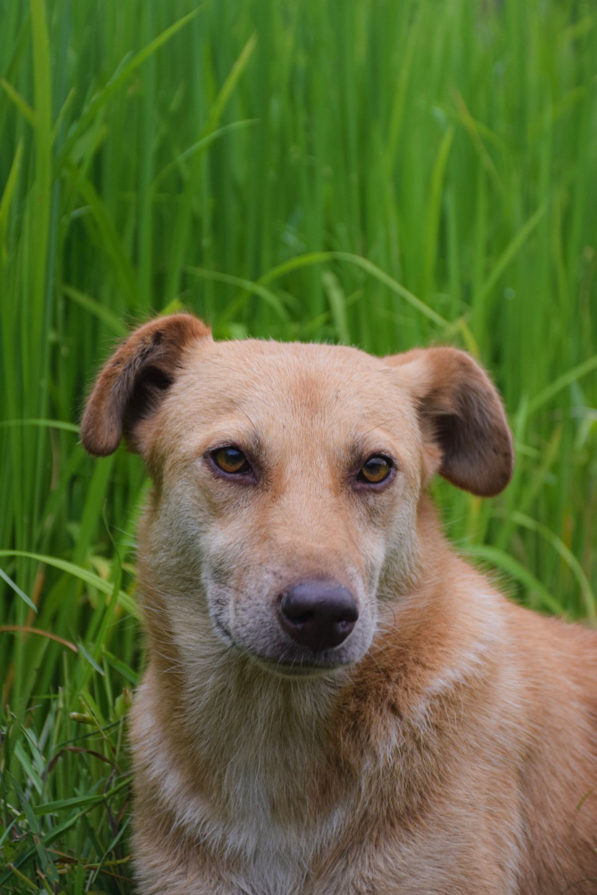Dog sitting in green grass outdoors, illustrating flea, tick, and worm prevention
