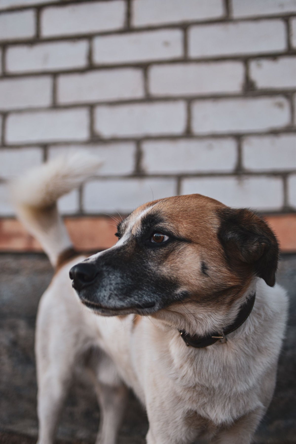 Brown and white dog with a raised, curled wagging tail standing in front of a white brick wall