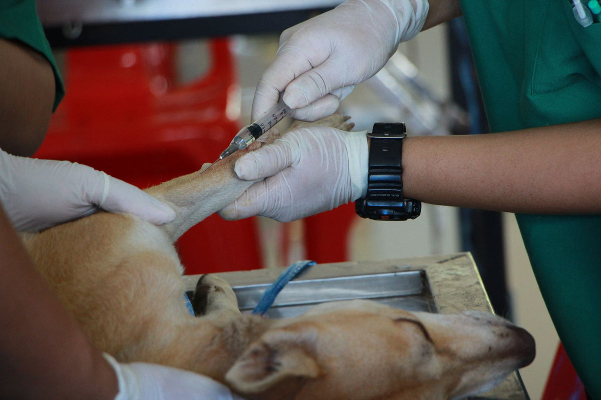 Gloved veterinary staff treating a dog's front leg on a clinic table