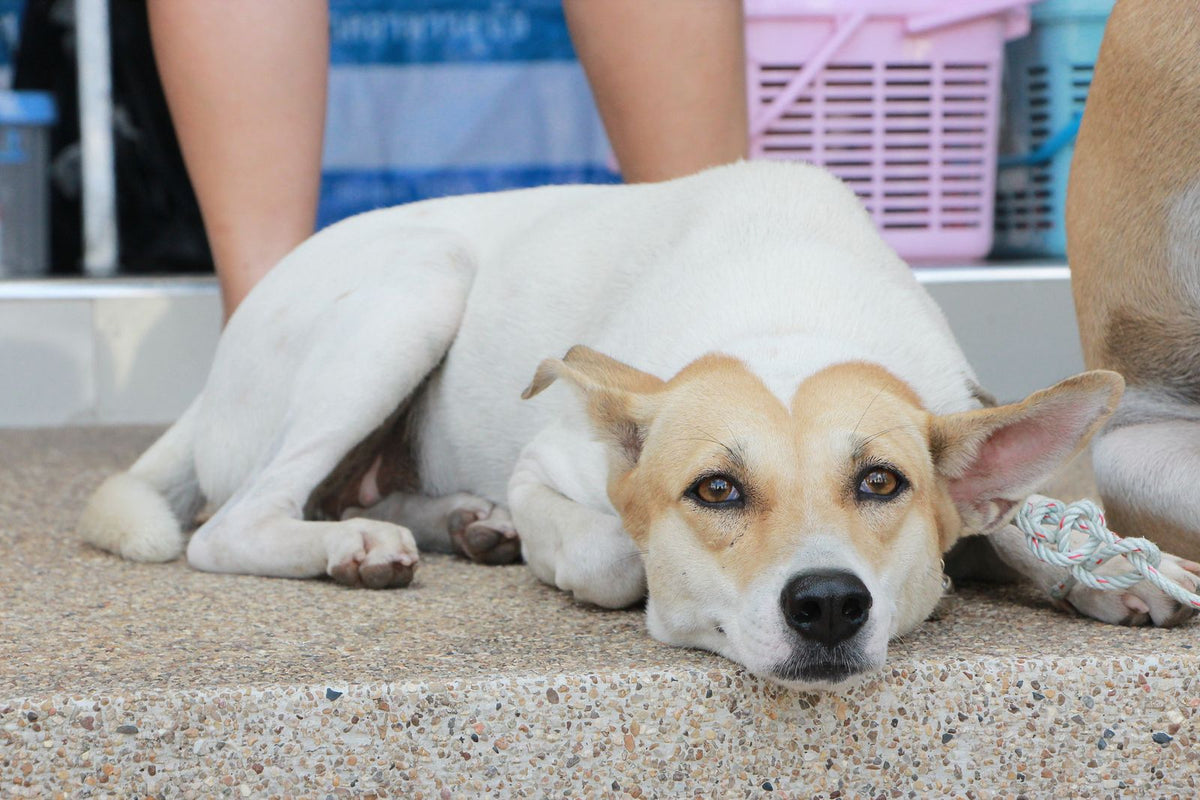 A relaxed dog lying down and resting comfortably on a floor at home
