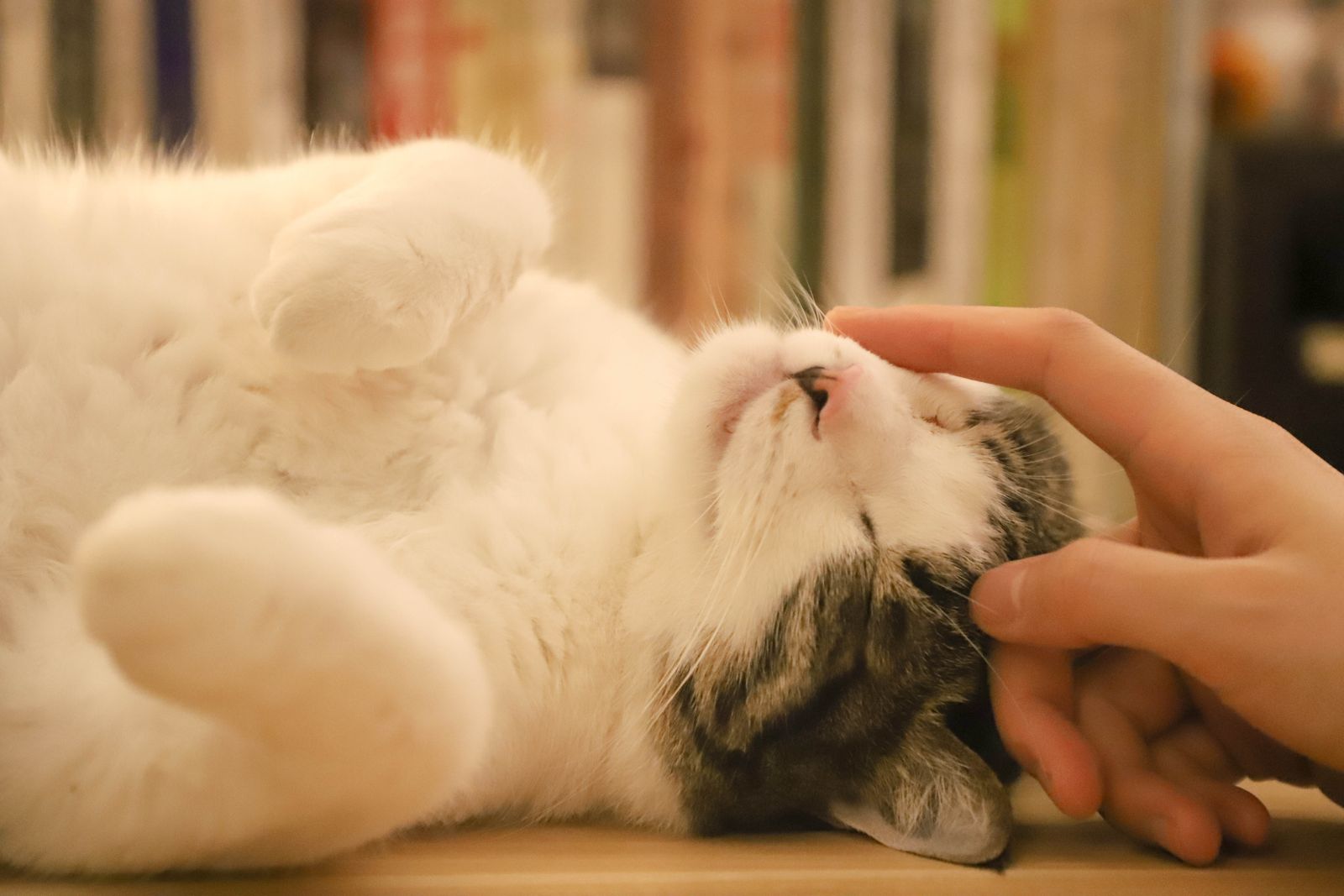 Long-haired cat lying on its back being gently petted by a hand