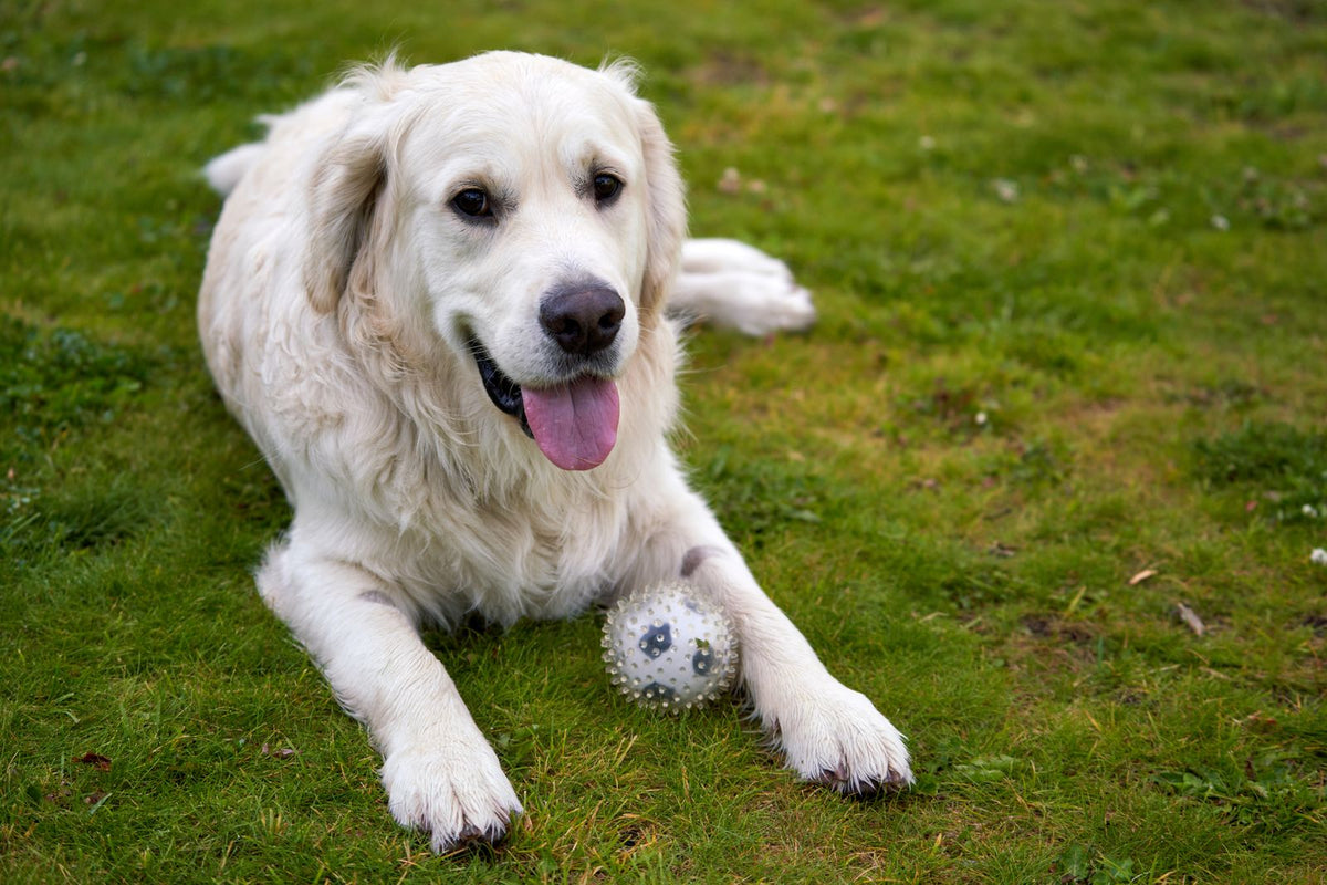 A cream-colored dog lying on the grass next to a ball